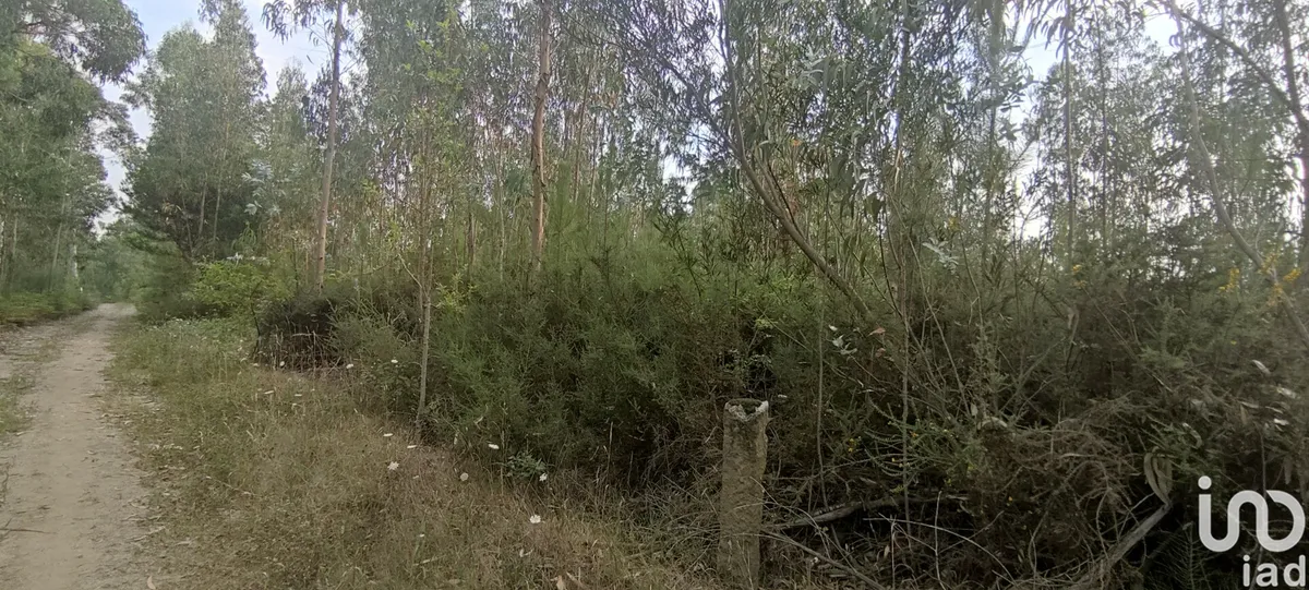 Terreno de 6377 m² em Nogueira, Meixedo e Vilar de Murteda