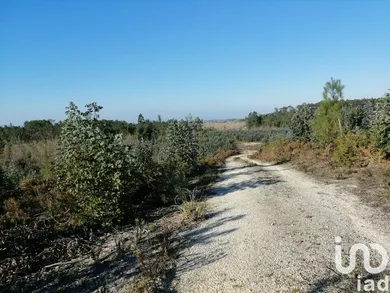 Terreno  em Monte Real e Carvide