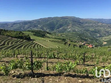 Ferme à Mesão Frio (Santo André)