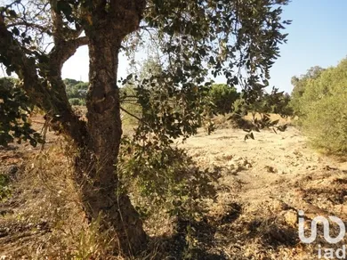 Terreno em Albufeira e Olhos de Água