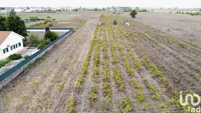Fotografia 3 de Terreno de 8080 m² em Alpiarça