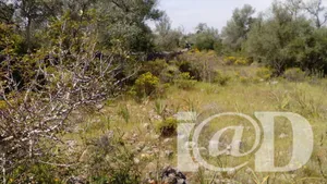 Terreno rústico em São Bartolomeu de Messines