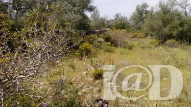 Farm land in São Bartolomeu de Messines