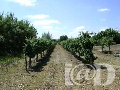 Farm land  in Cabeça Gorda