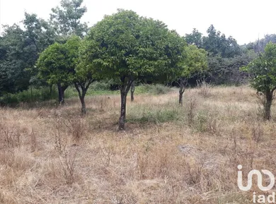 Quinta  em Ribeira de Nisa e Carreiras