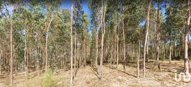 Terreno em Pelariga