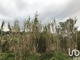 Terreno em Santiago e São Simão de Litém e Albergaria dos Doze