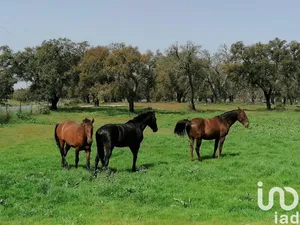 Terrain à batir à Poceirão e Marateca