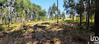 Land  in Campos e Vila Meã